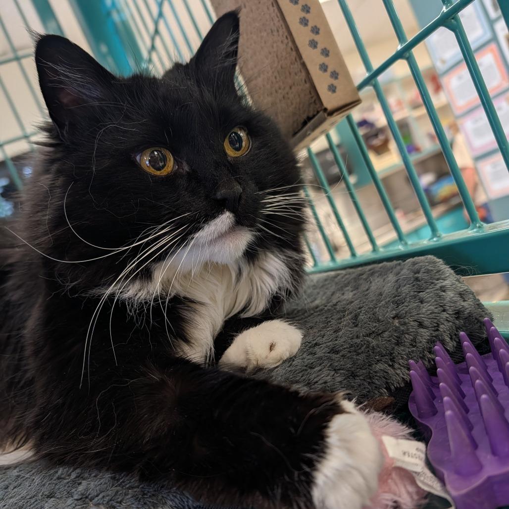 Enlarge Belluscious, a Adoptable mixed breed in Santa Barbara, CA image 3/4