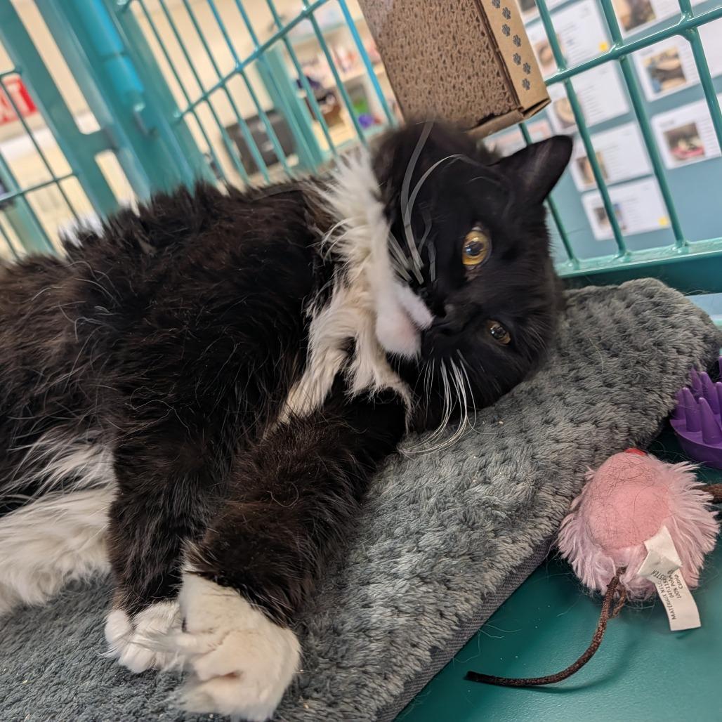 Enlarge Belluscious, a Adoptable mixed breed in Santa Barbara, CA image 4/4