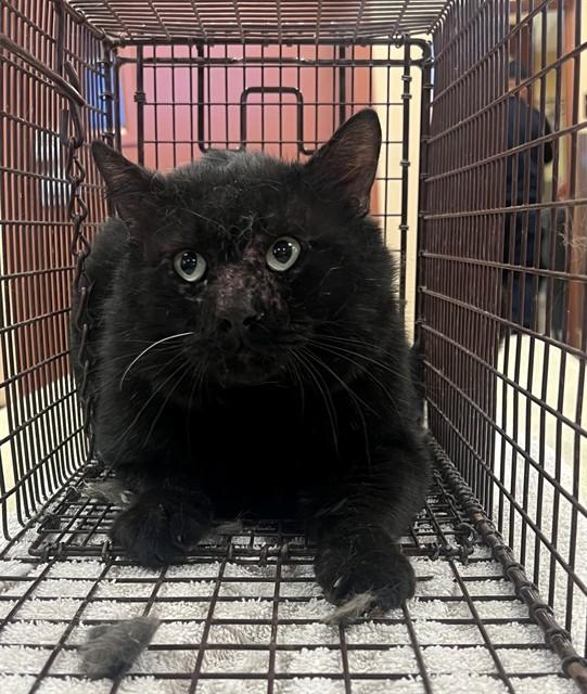 A1907824, Adoptable, Adult Male Domestic Short Hair.