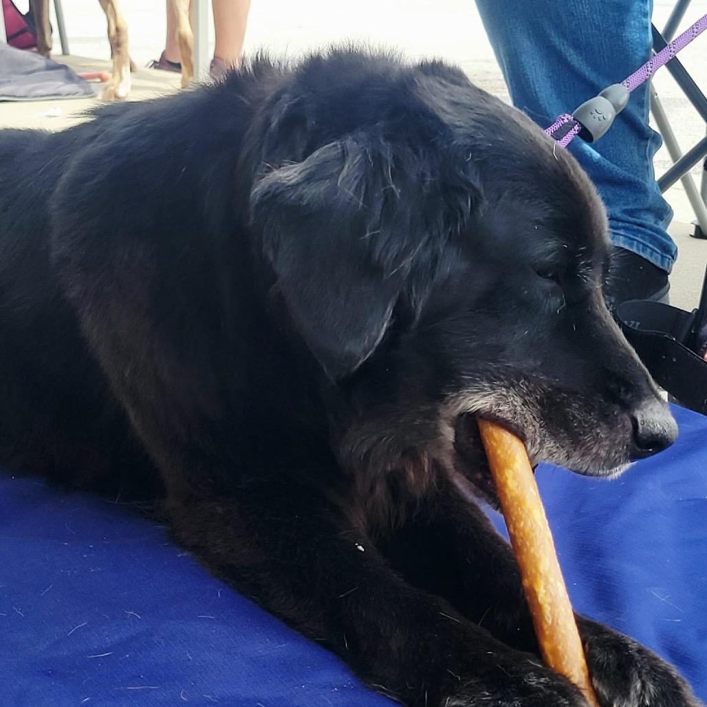 Harley, Adoptable, Senior Female Black Labrador Retriever & Mixed Breed.