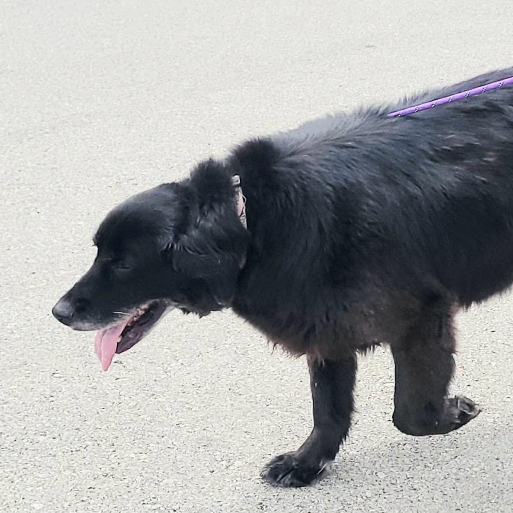 Harley, a Adoptable mixed breed in Overland Park, KS image 2/5