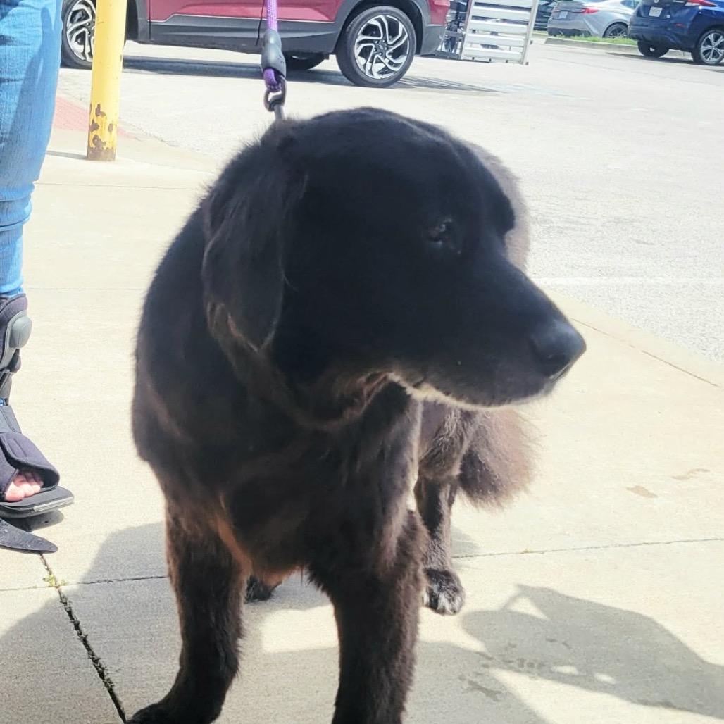 Harley, a Adoptable mixed breed in Overland Park, KS image 4/5