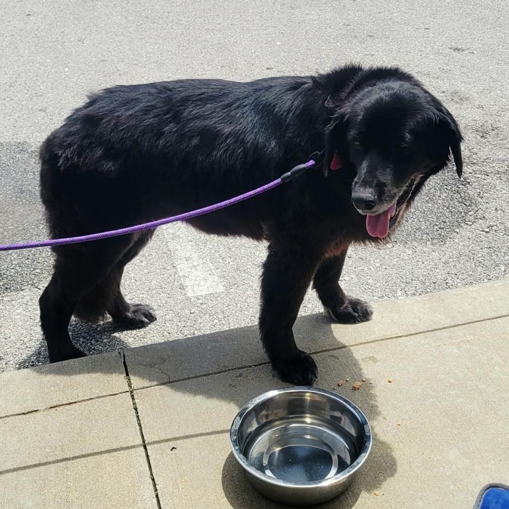 Harley, a Adoptable mixed breed in Overland Park, KS image 5/5