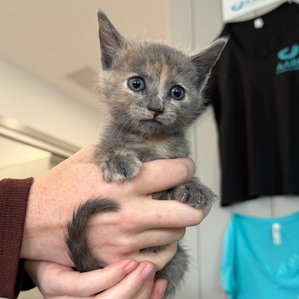 Michelangela, Adoptable, Kitten Female Domestic Short Hair.
