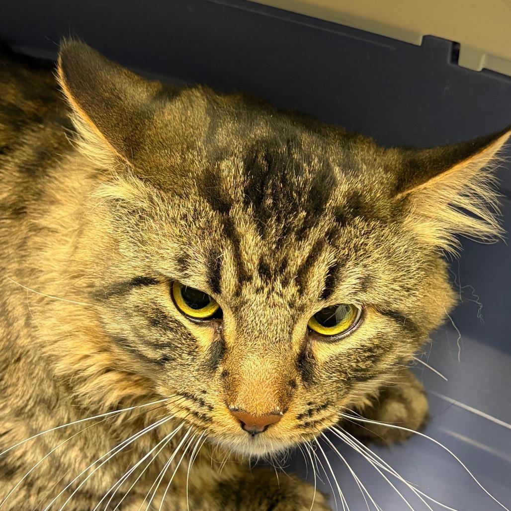 Enlarge Tigger, a Adoptable Domestic Short Hair in Murray, UT image 1/1