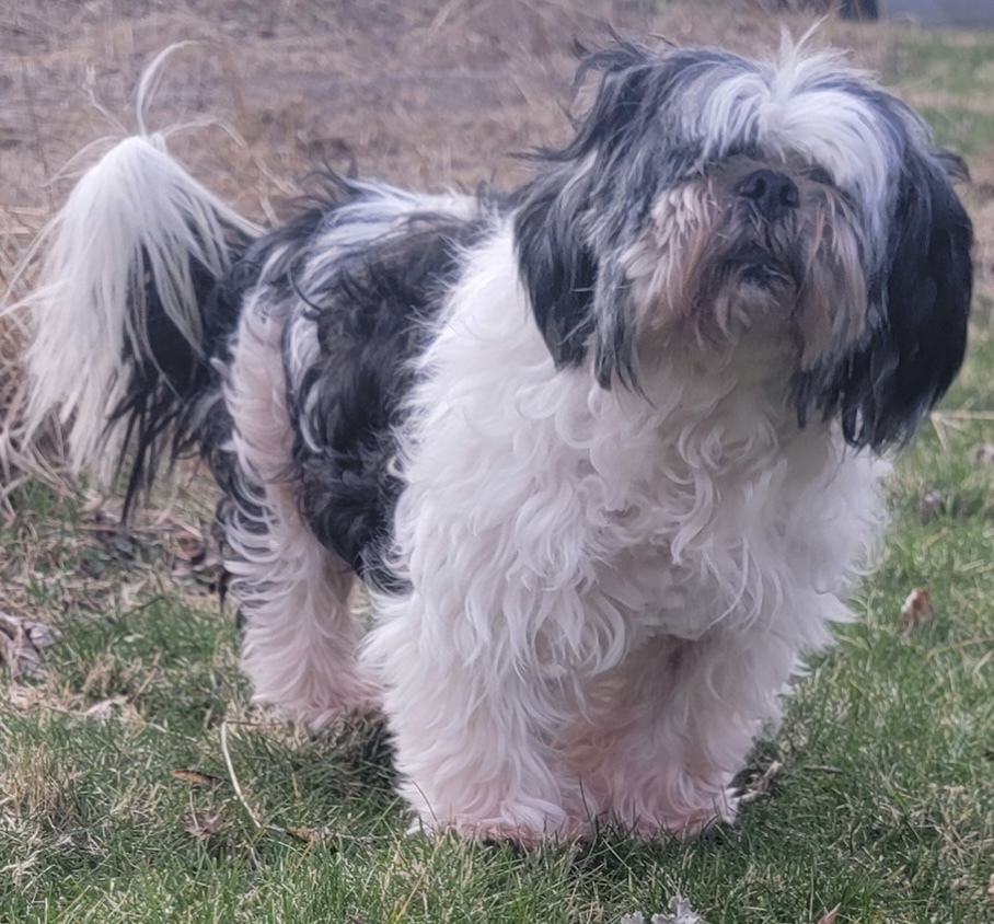 Enlarge Kirby, a Adopted mixed breed in Fort Montgomery, NY image 1/4
