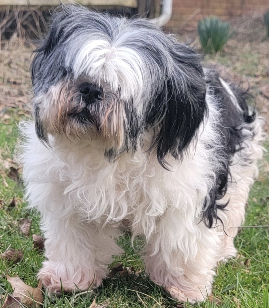 Enlarge Kirby, a Adopted mixed breed in Fort Montgomery, NY image 2/4