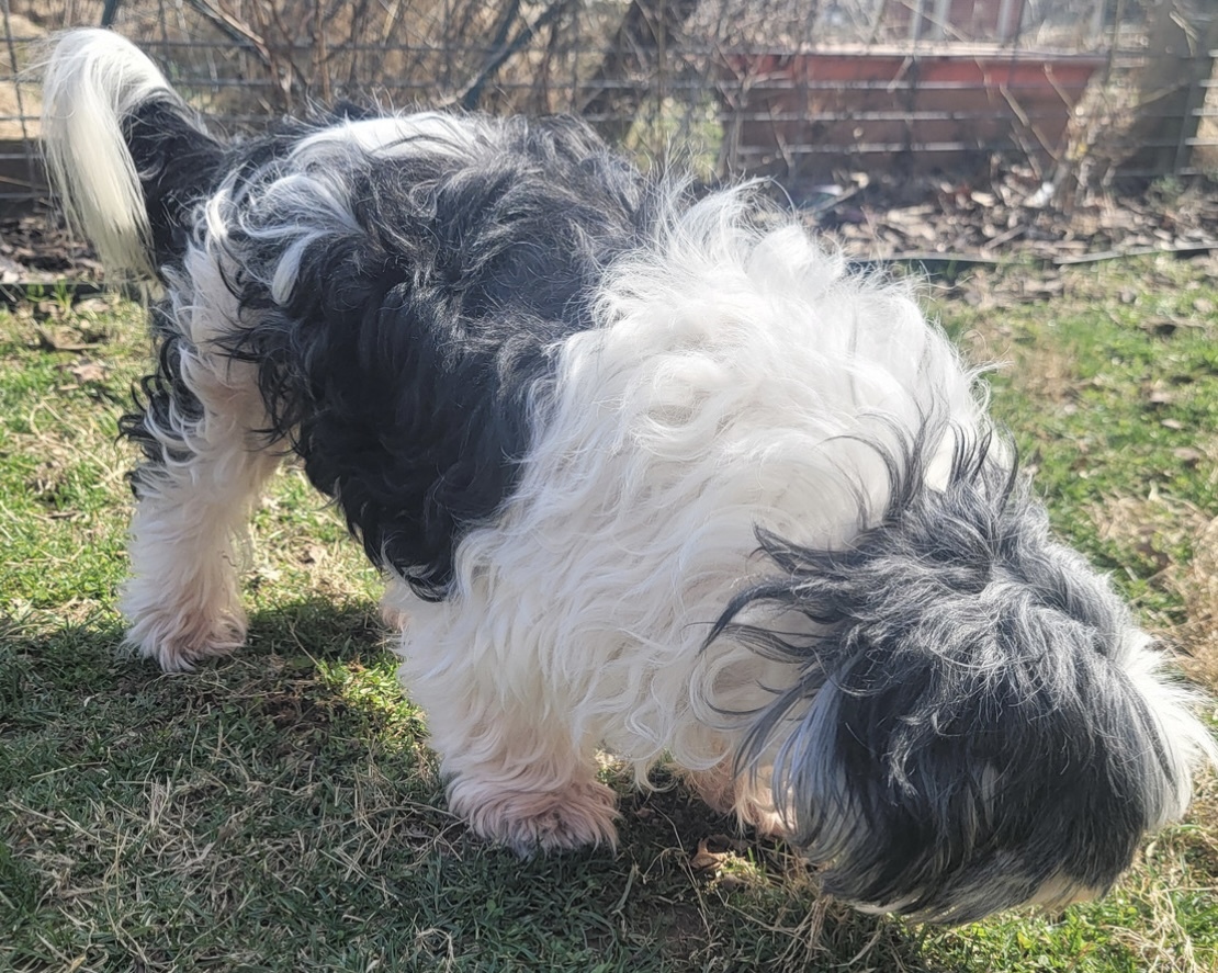 Enlarge Kirby, a Adopted mixed breed in Fort Montgomery, NY image 3/4