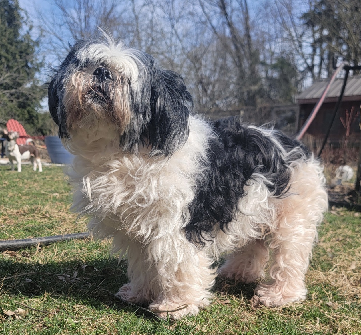 Enlarge Kirby, a Adopted mixed breed in Fort Montgomery, NY image 4/4