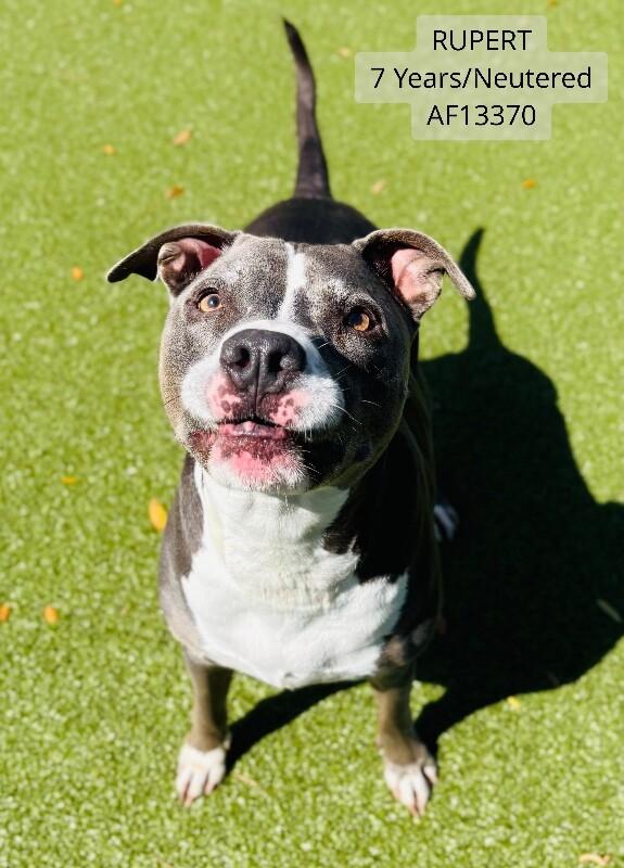 Rupert, Adoptable, Adult Male Pit Bull Terrier.