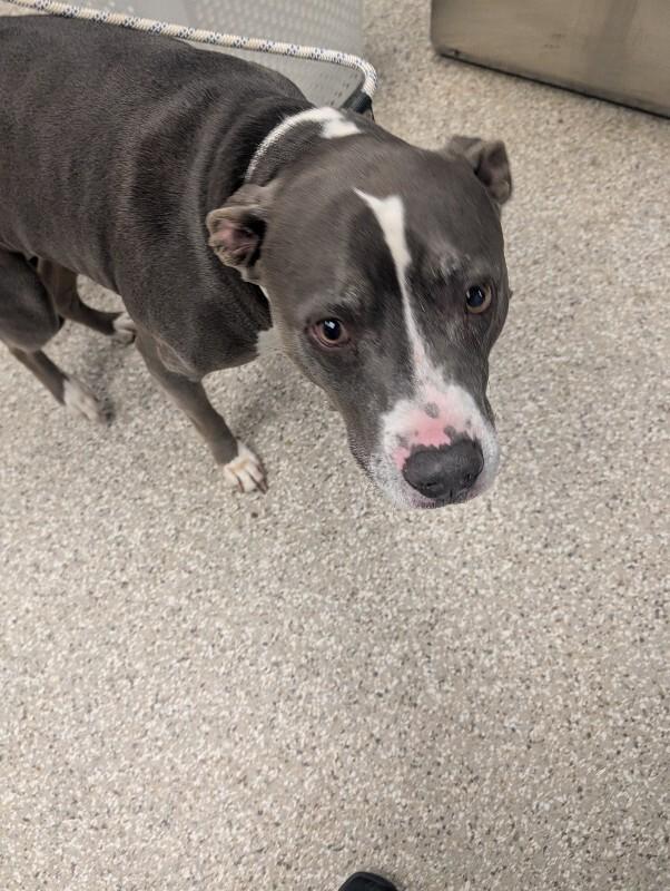 Enlarge Rupert, a Adoptable Pit Bull Terrier in Supply, NC image 2/2