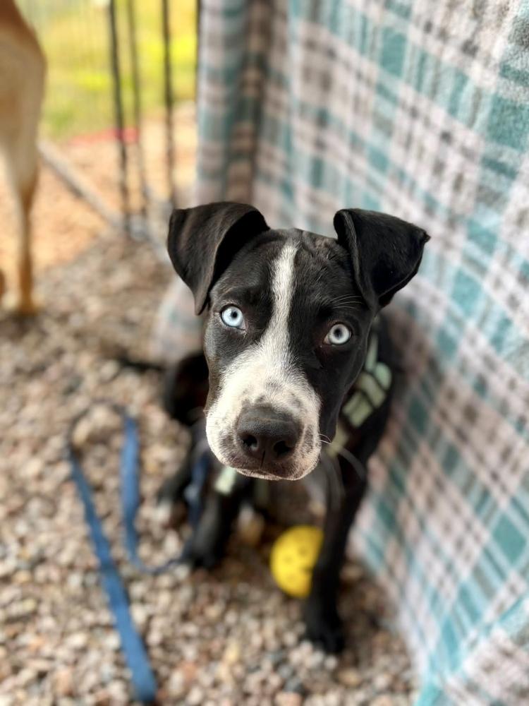 Roger Mac, Adoptable, Puppy Male Pointer & Mixed Breed.