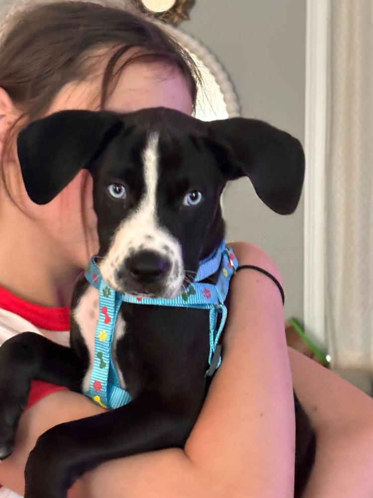 Roger Mac, a Adoptable mixed breed in Valley Stream, NY image 3/6