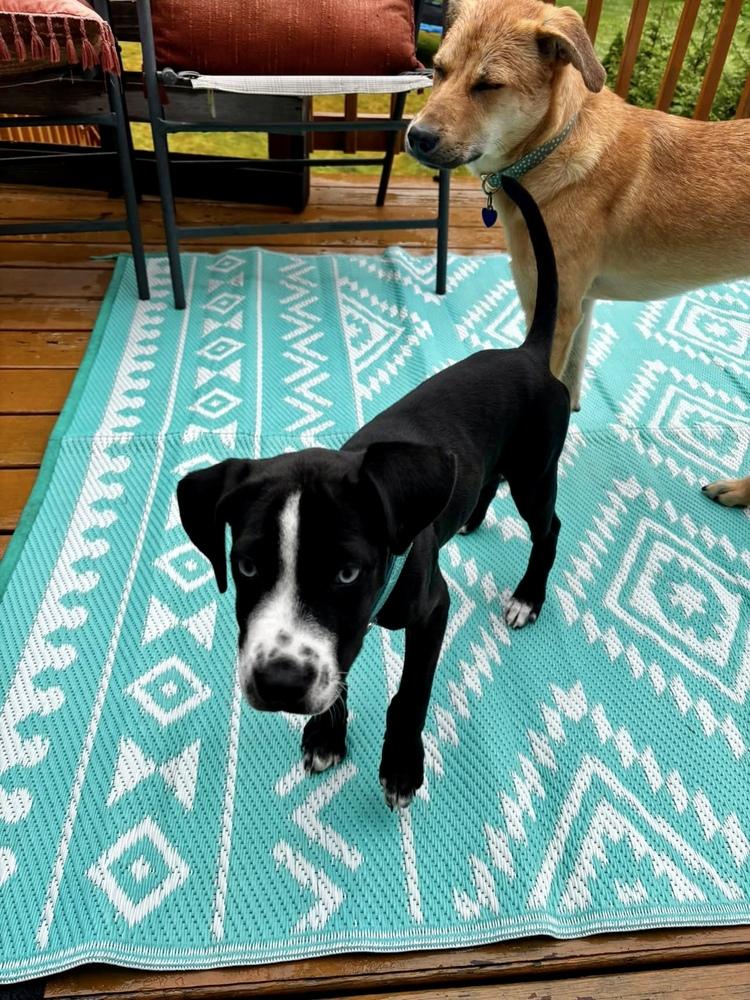 Roger Mac, a Adoptable mixed breed in Valley Stream, NY image 4/6