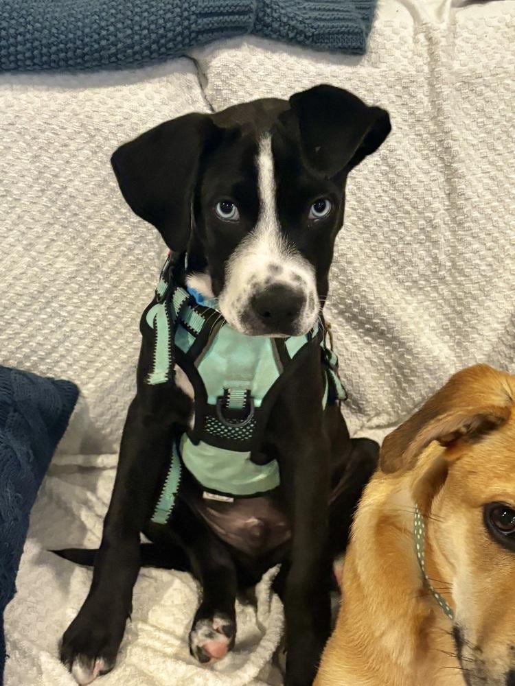 Roger Mac, a Adoptable mixed breed in Valley Stream, NY image 6/6