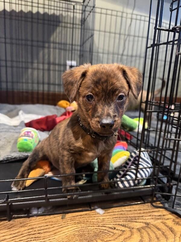 Grover, Adoptable, Young Male Terrier & Mixed Breed.