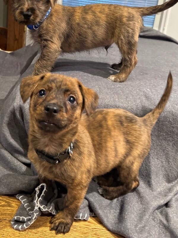 Enlarge Grover, a Adoptable mixed breed in Alma, WI image 2/6