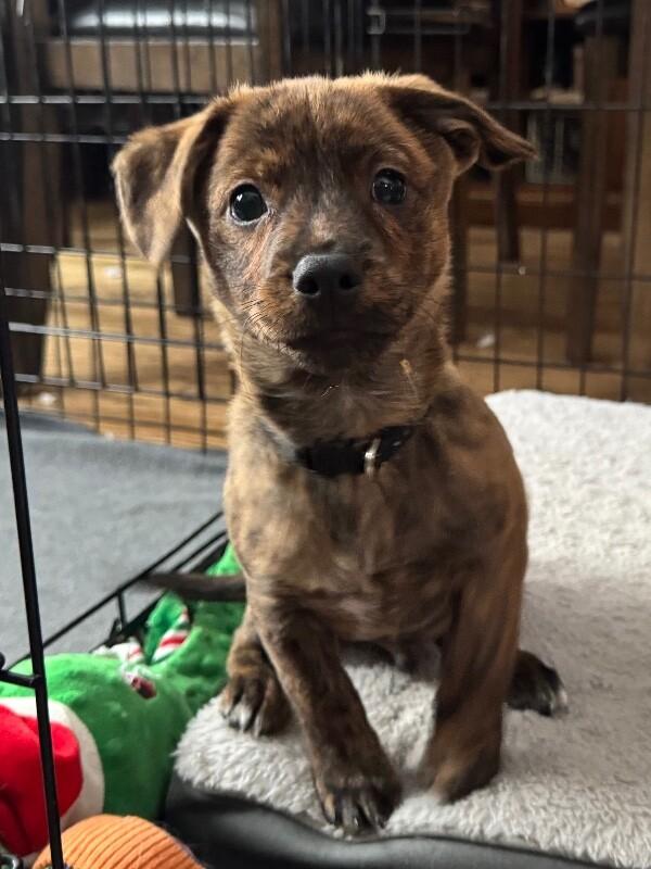 Enlarge Grover, a Adoptable mixed breed in Alma, WI image 3/6