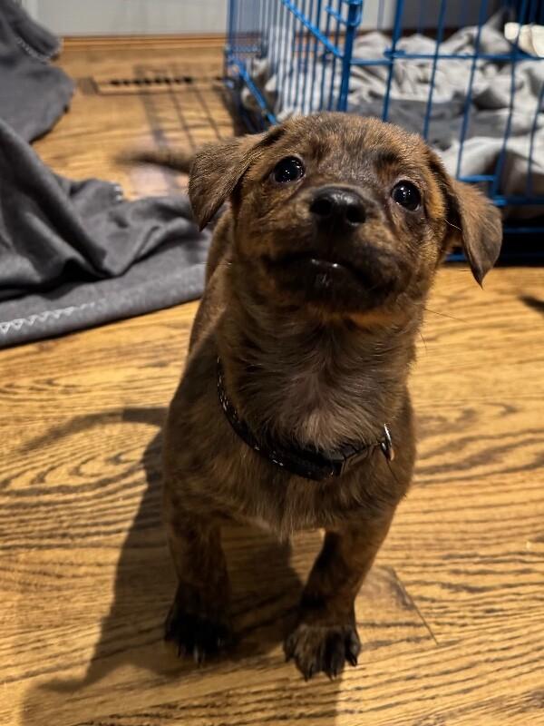 Enlarge Grover, a Adoptable mixed breed in Alma, WI image 4/6