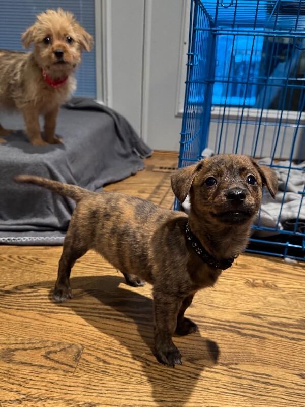 Enlarge Grover, a Adoptable mixed breed in Alma, WI image 5/6