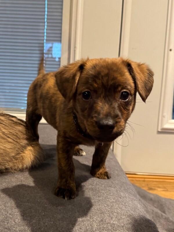 Enlarge Grover, a Adoptable mixed breed in Alma, WI image 6/6