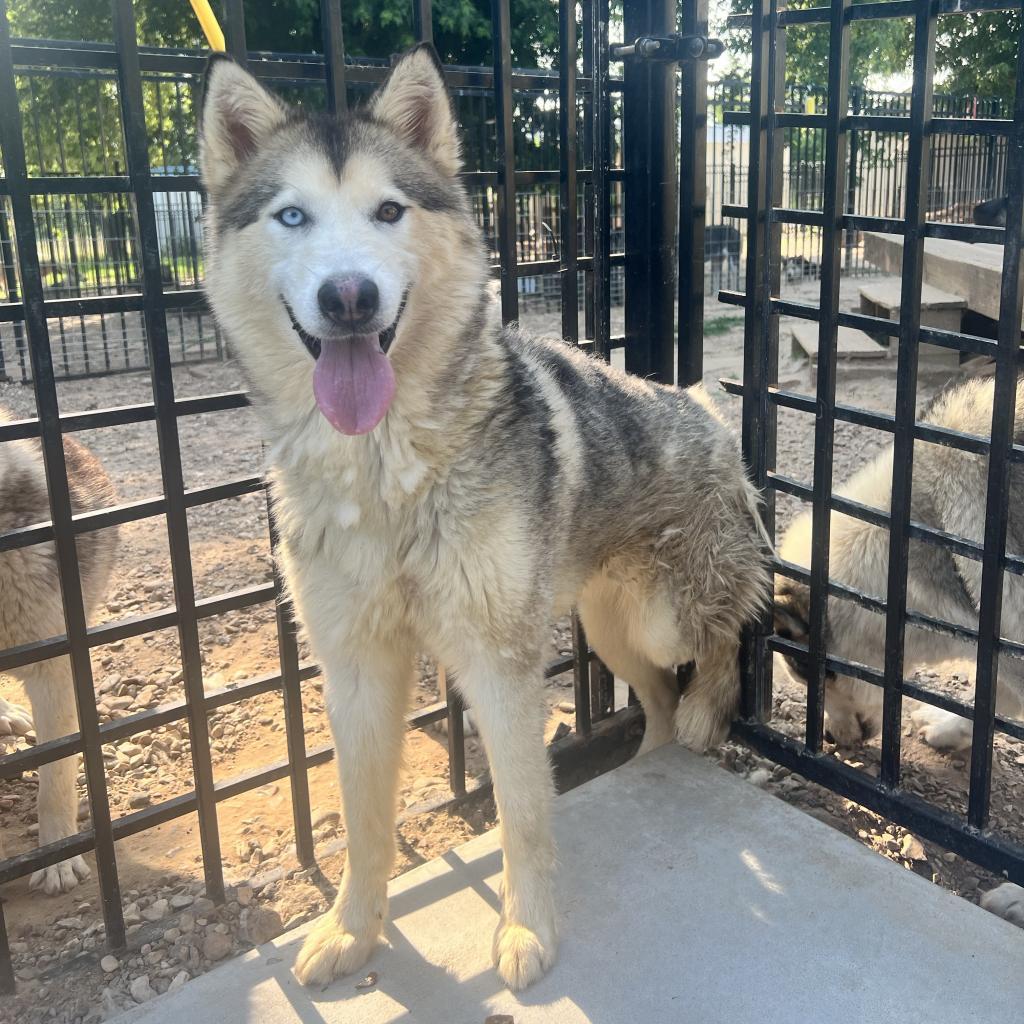 Ozzborne, Adoptable, Adult Female Husky.