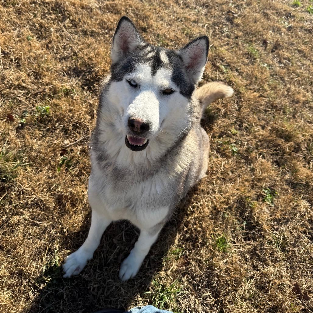 Ozzborne, a Adoptable Husky in Eufaula, OK image 2/6