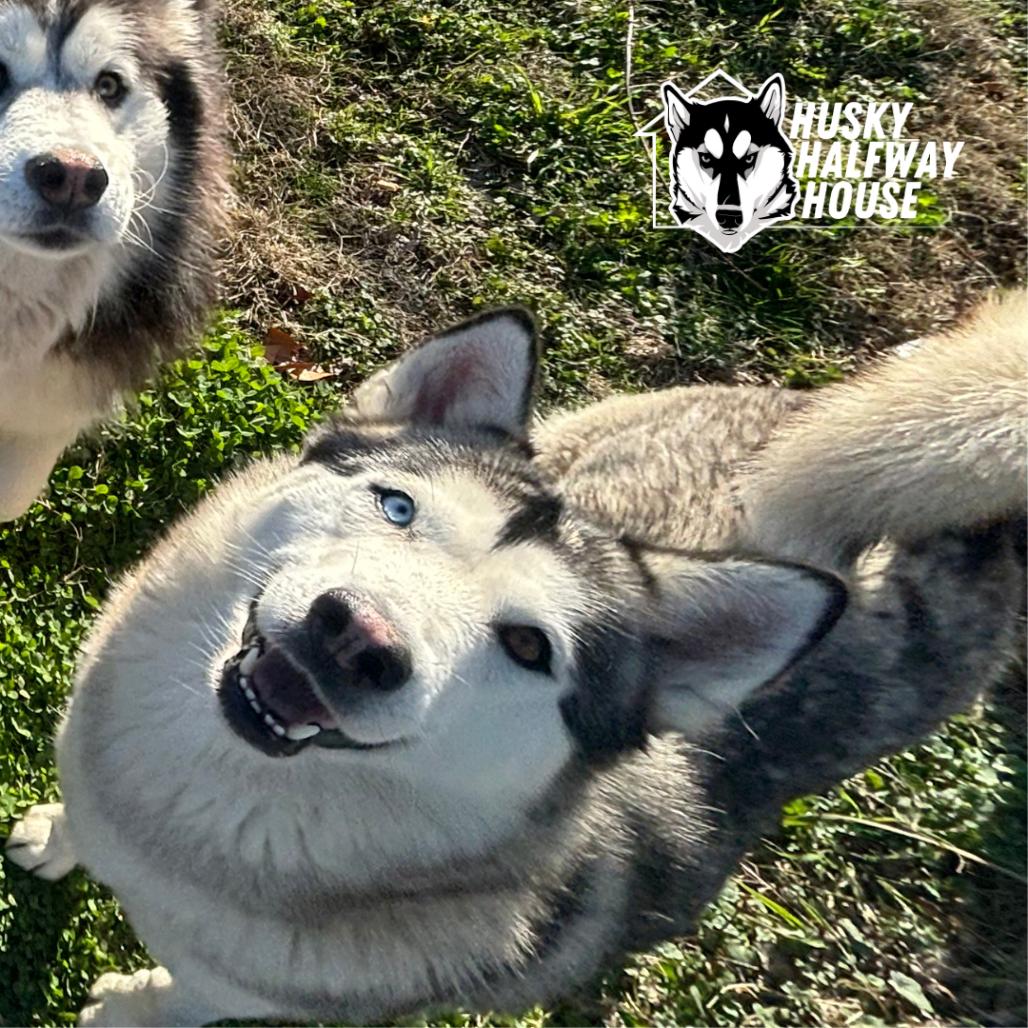 Enlarge Ozzborne, a Adoptable Husky in Eufaula, OK image 2/6