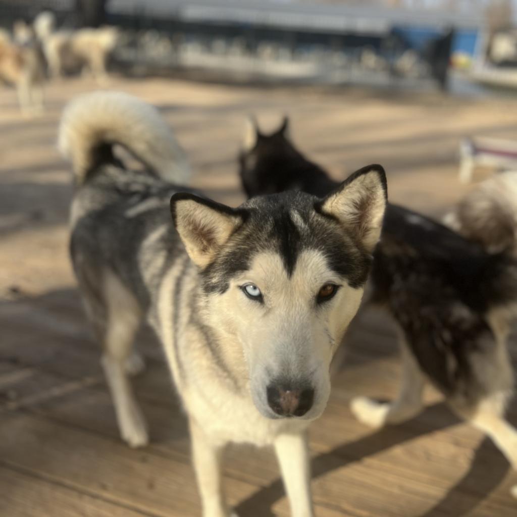 Enlarge Ozzborne, a Adoptable Husky in Eufaula, OK image 3/6