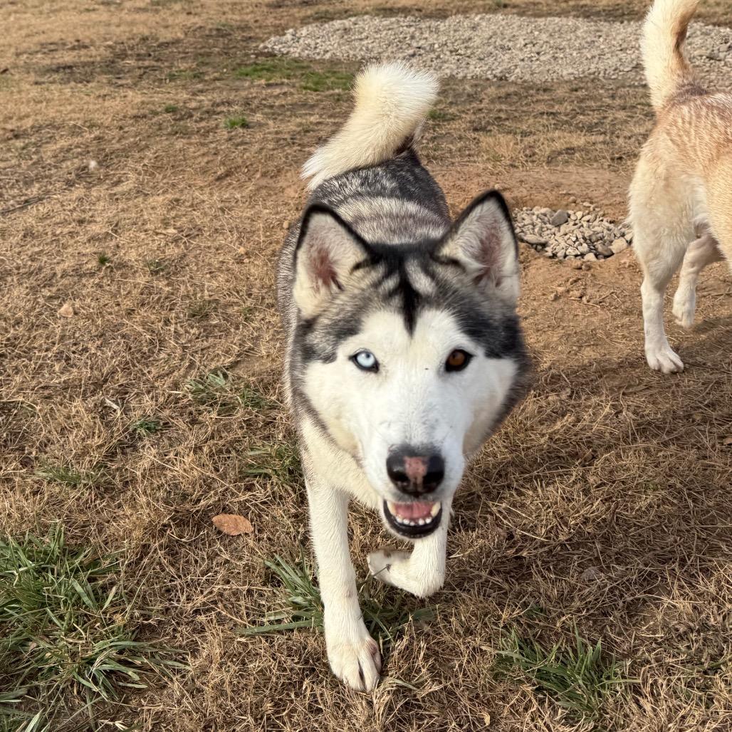 Ozzborne, a Adoptable Husky in Eufaula, OK image 5/6