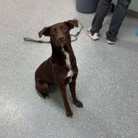 Nestlé, Adoptable, Young Female Labrador Retriever.