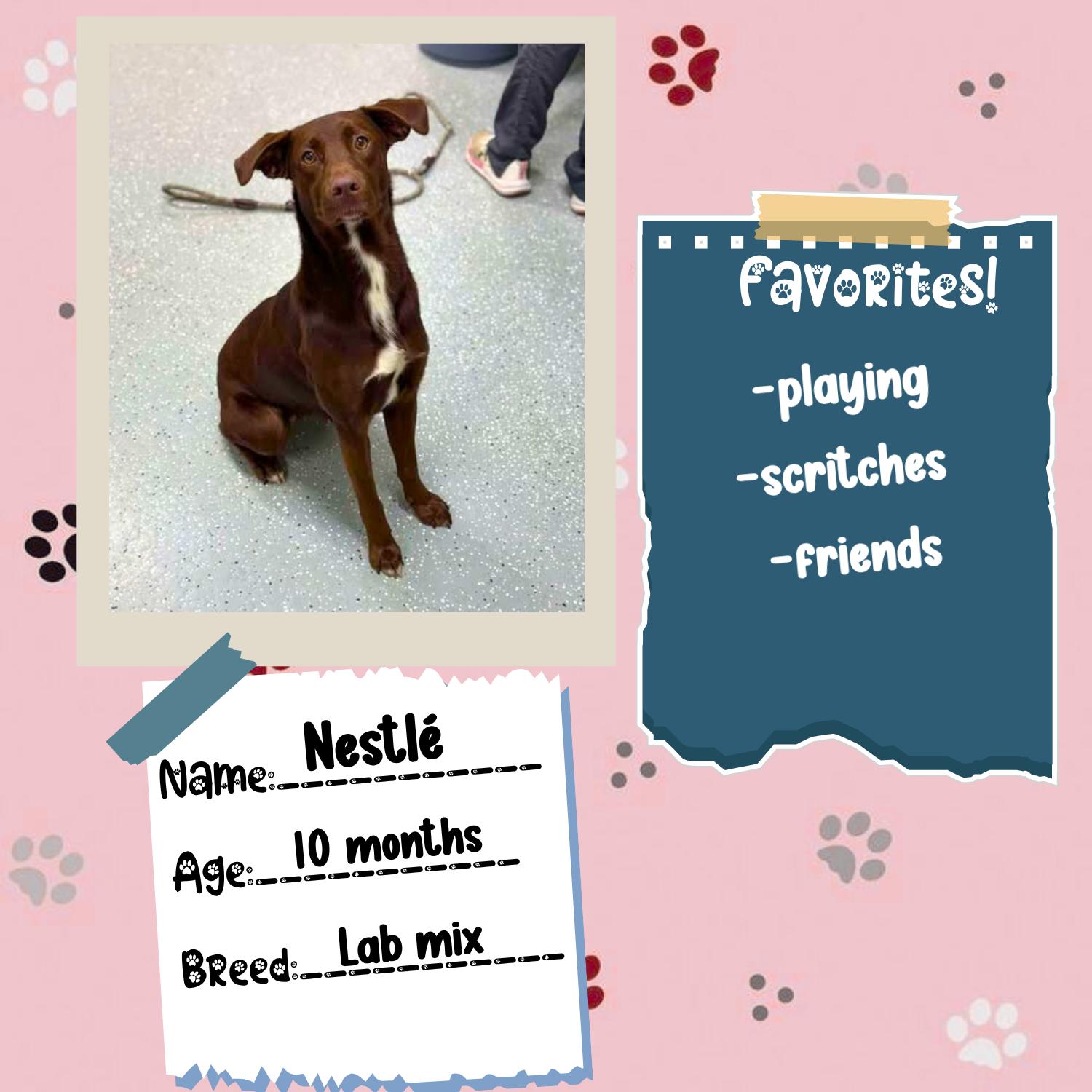 Enlarge Nestlé, an adopted mixed breed in Bardstown, KY image 3/6