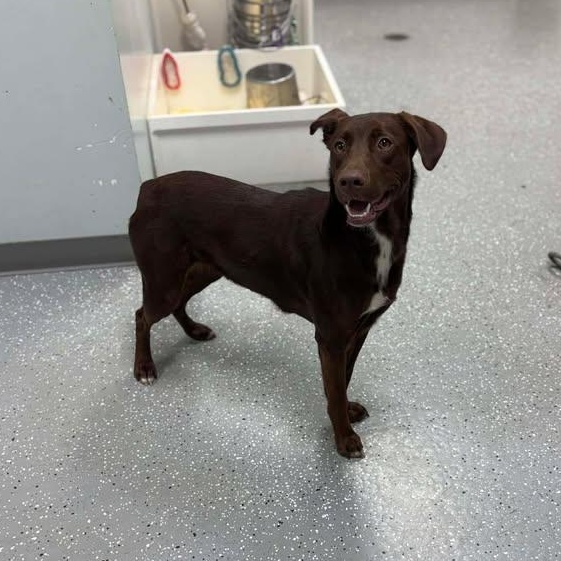 Enlarge Nestlé, an adopted mixed breed in Bardstown, KY image 4/6