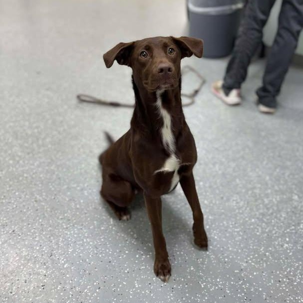 Enlarge Nestlé, an adopted mixed breed in Bardstown, KY image 5/6