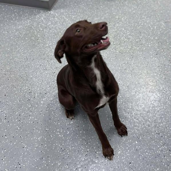 Enlarge Nestlé, an adopted mixed breed in Bardstown, KY image 6/6