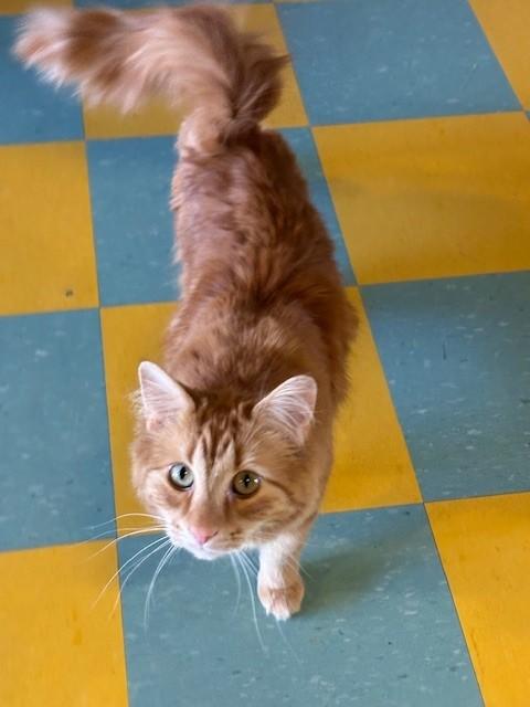 Keo, an adopted Domestic Long Hair in Eagle, CO image 3/6