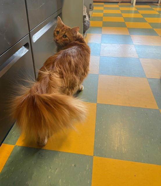 Keo, an adopted Domestic Long Hair in Eagle, CO image 4/6