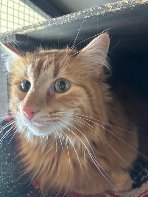 Enlarge Keo, a ADOPTABLE Domestic Long Hair in Eagle, CO image 4/5