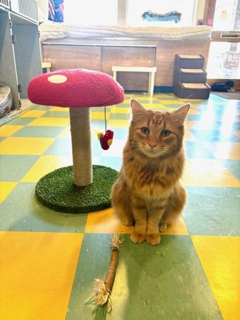 Keo, an adopted Domestic Long Hair in Eagle, CO image 2/6
