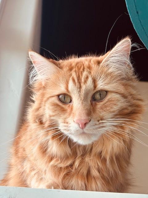 Keo, an adopted Domestic Long Hair in Eagle, CO image 1/6