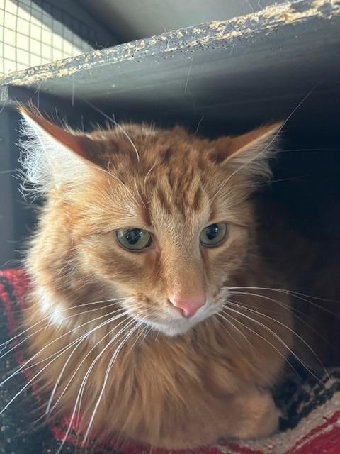 Enlarge Keo, a ADOPTABLE Domestic Long Hair in Eagle, CO image 3/5