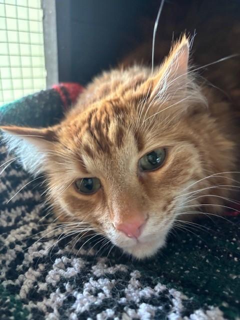 Enlarge Keo, a ADOPTABLE Domestic Long Hair in Eagle, CO image 5/5