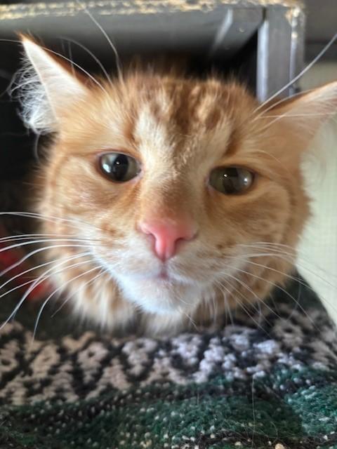 Keo, ADOPTABLE, Adult Male Domestic Long Hair.