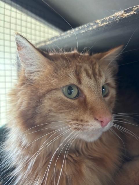 Enlarge Keo, a ADOPTABLE Domestic Long Hair in Eagle, CO image 2/5