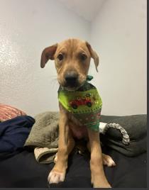 Enlarge Butter, a Adoptable mixed breed in Maumee, OH image 1/1