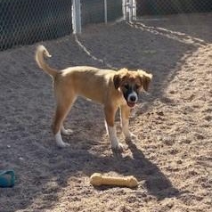 Chai, ADOPTABLE, Puppy Female Shepherd & Husky.