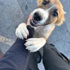 Enlarge Chai, a ADOPTABLE mixed breed in Bernalillo, NM image 2/2