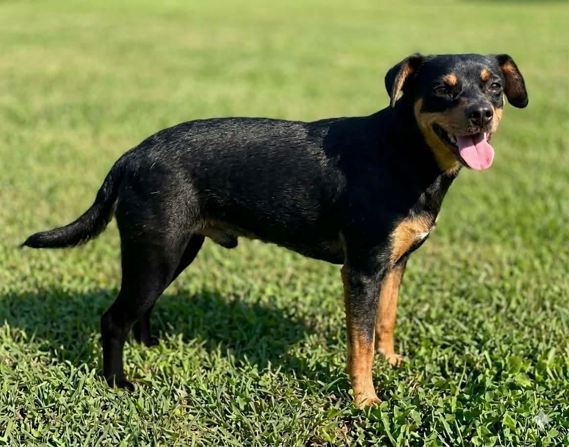 Gentle Ben, Adopted, Adult Male Miniature Pinscher.
