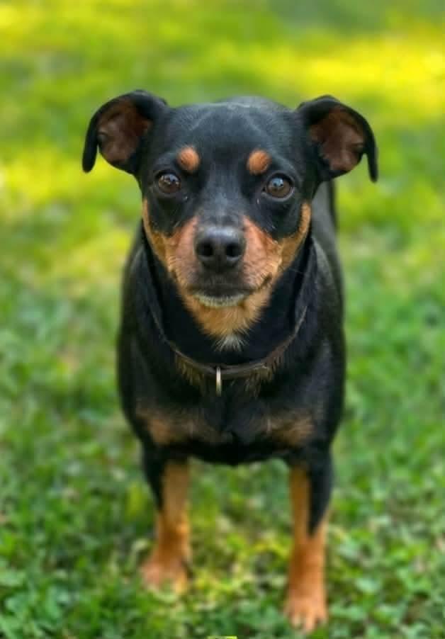 Enlarge Gentle Ben, a Adopted Miniature Pinscher in Germantown, OH image 2/2