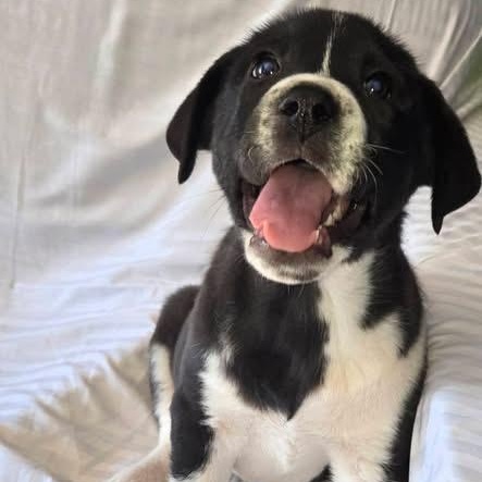 Enlarge Sox (NCCR), an adopted mixed breed in Brewton, AL image 2/2